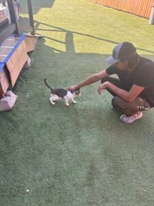 Stray cat got rescue