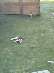 Stray cat got adpted