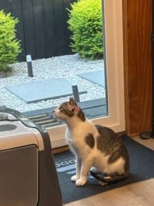 cat adoption in Austin